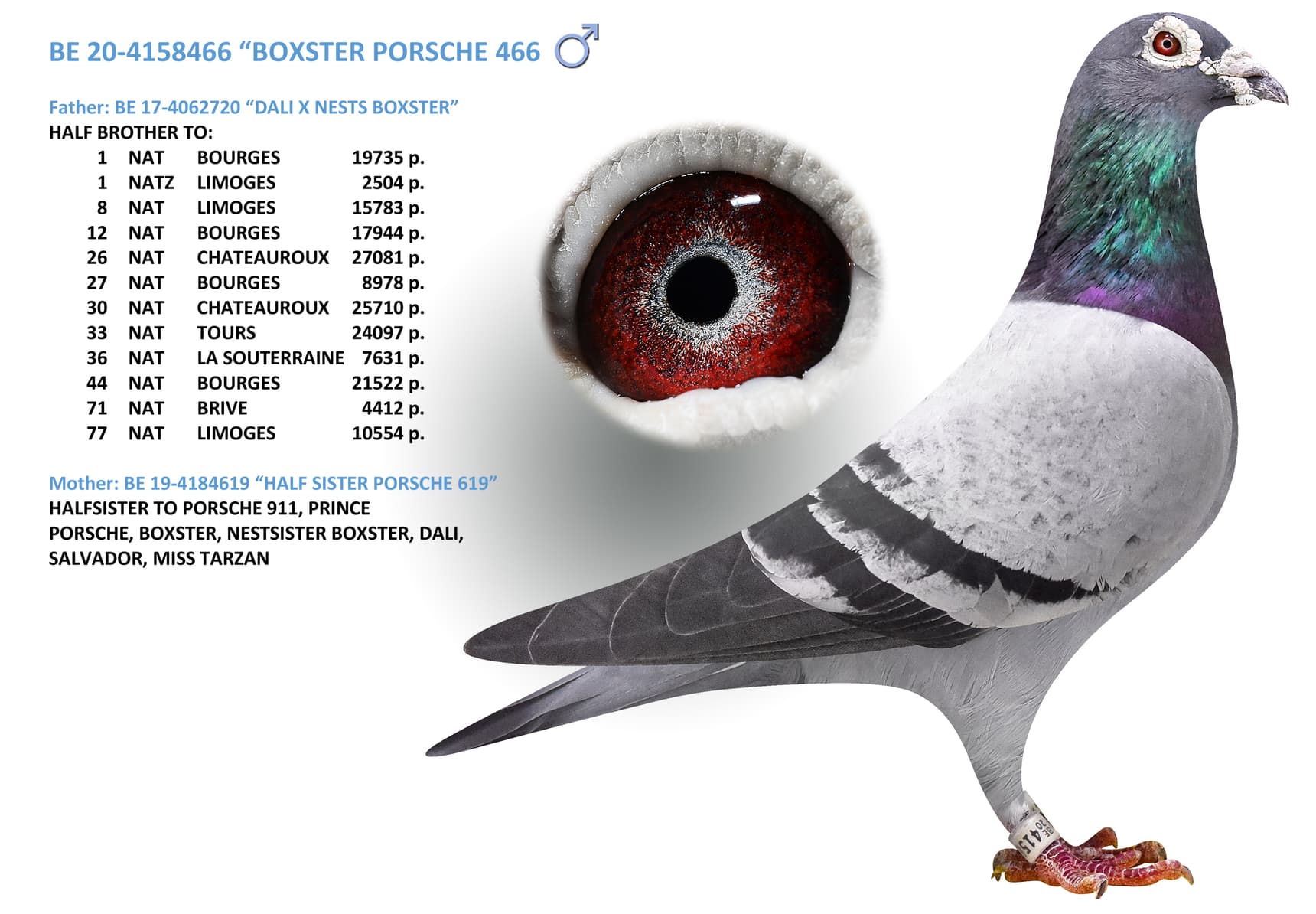 “BOXSTER PORSCHE 466"