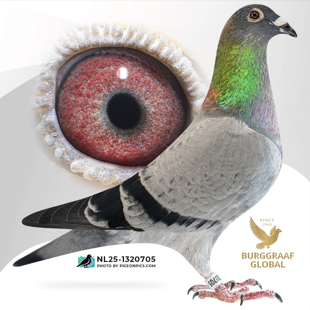 “Porsche 911 Family”