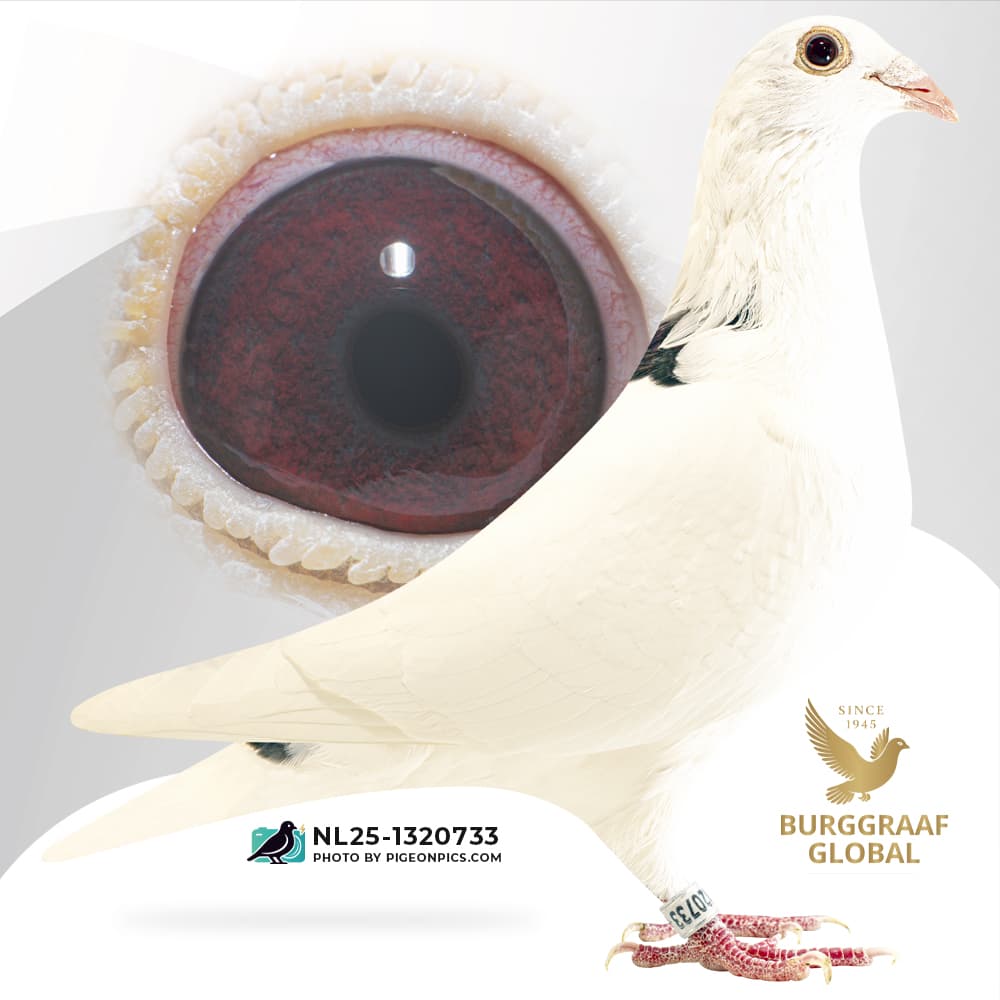 “King Den Ad 733”