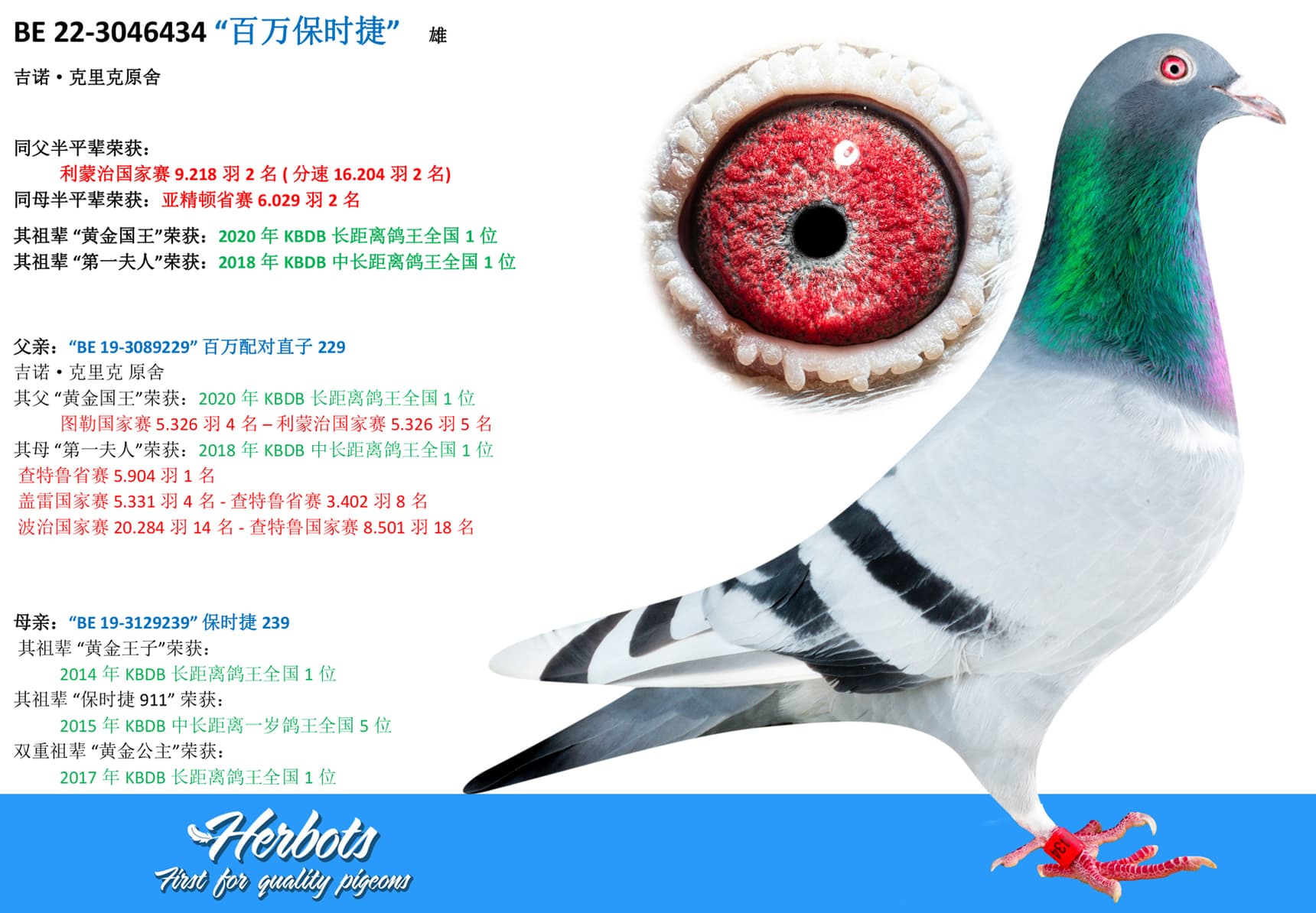 pigeon: undefined