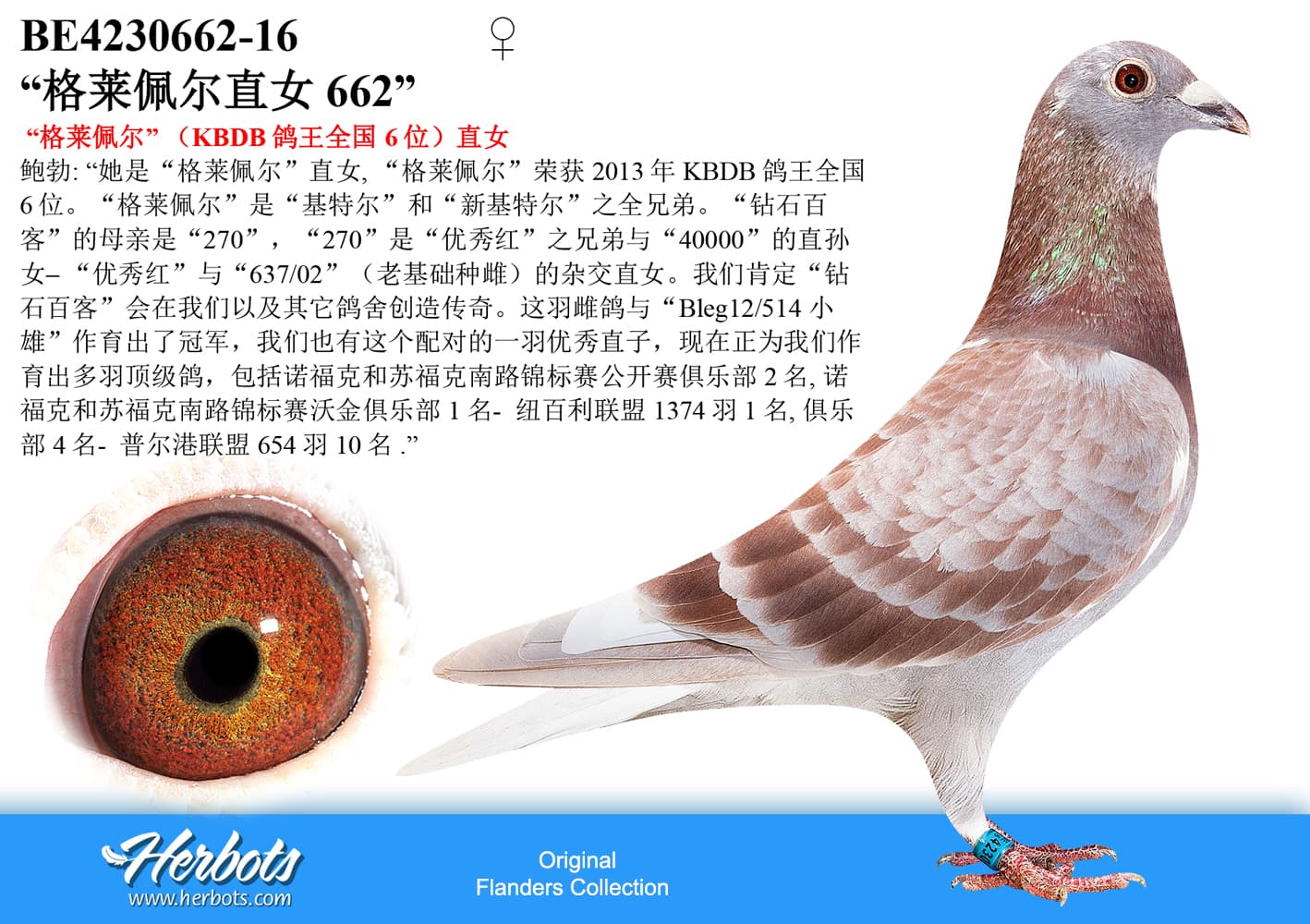 pigeon: “Daughter Greipel”