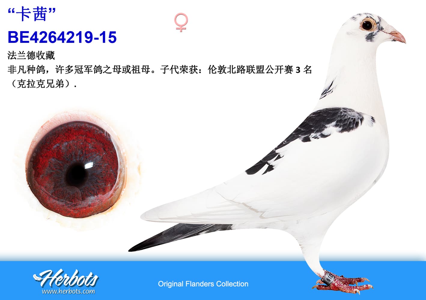 pigeon: “Cassie”