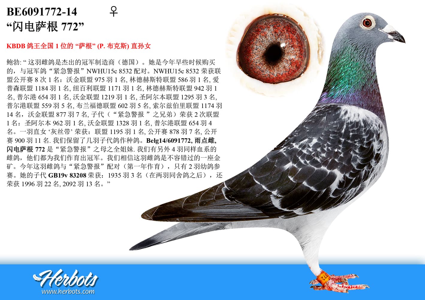 pigeon: “Blitz Sagan 772”