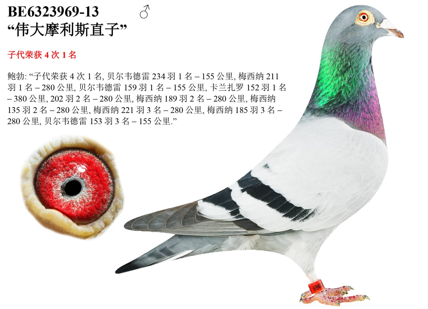 pigeon: “Son Grote Maurice”