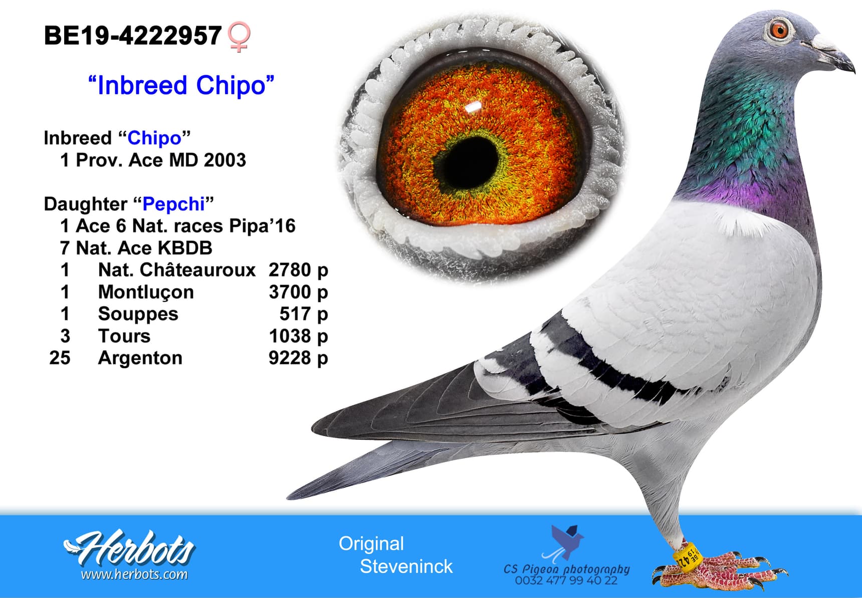 pigeon: undefined