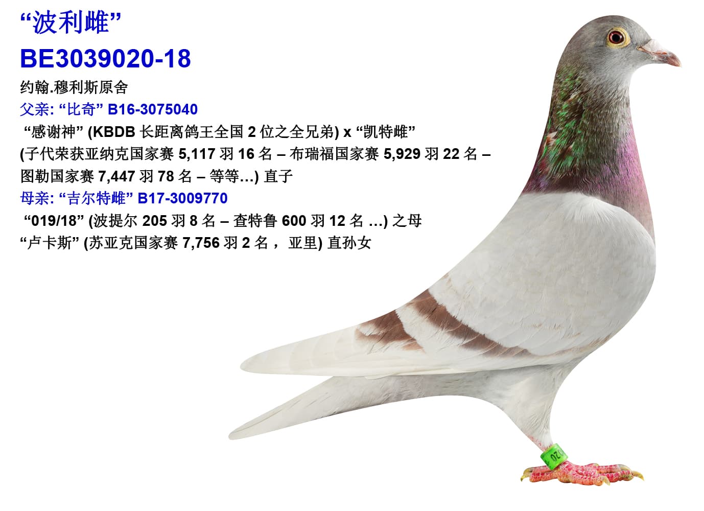 pigeon: undefined
