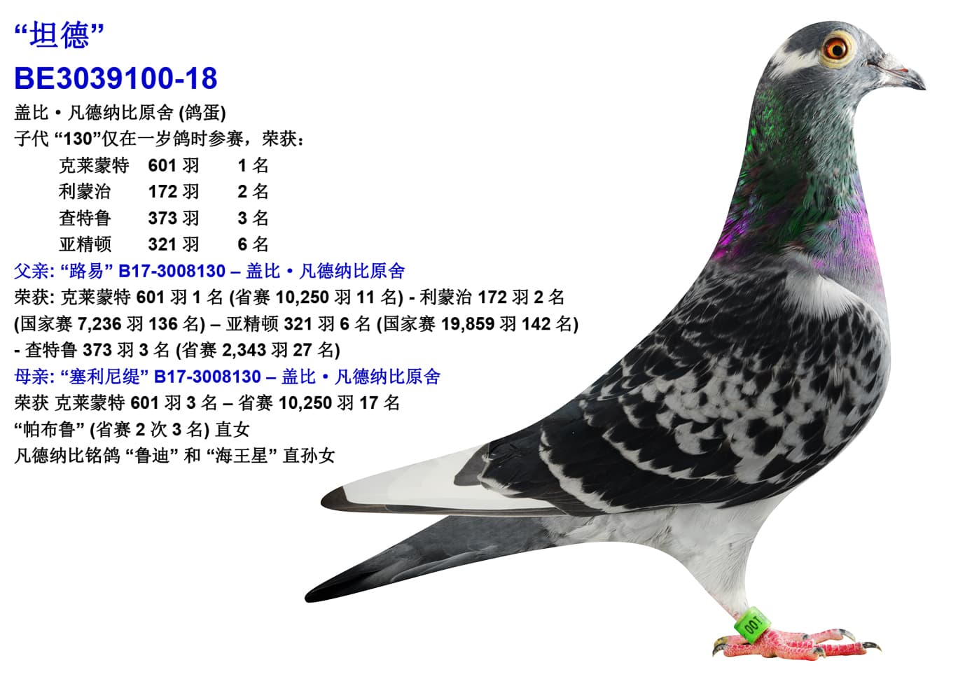 pigeon: “Tander”