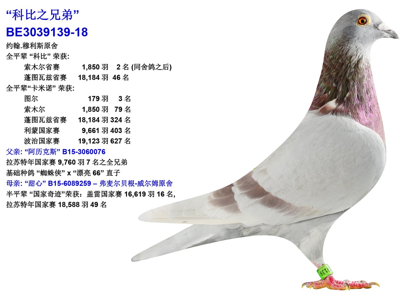 pigeon: undefined