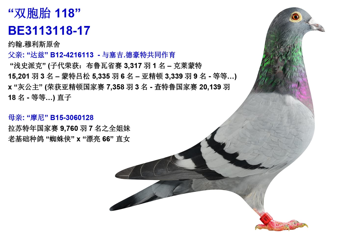 pigeon: “Twin 118”
