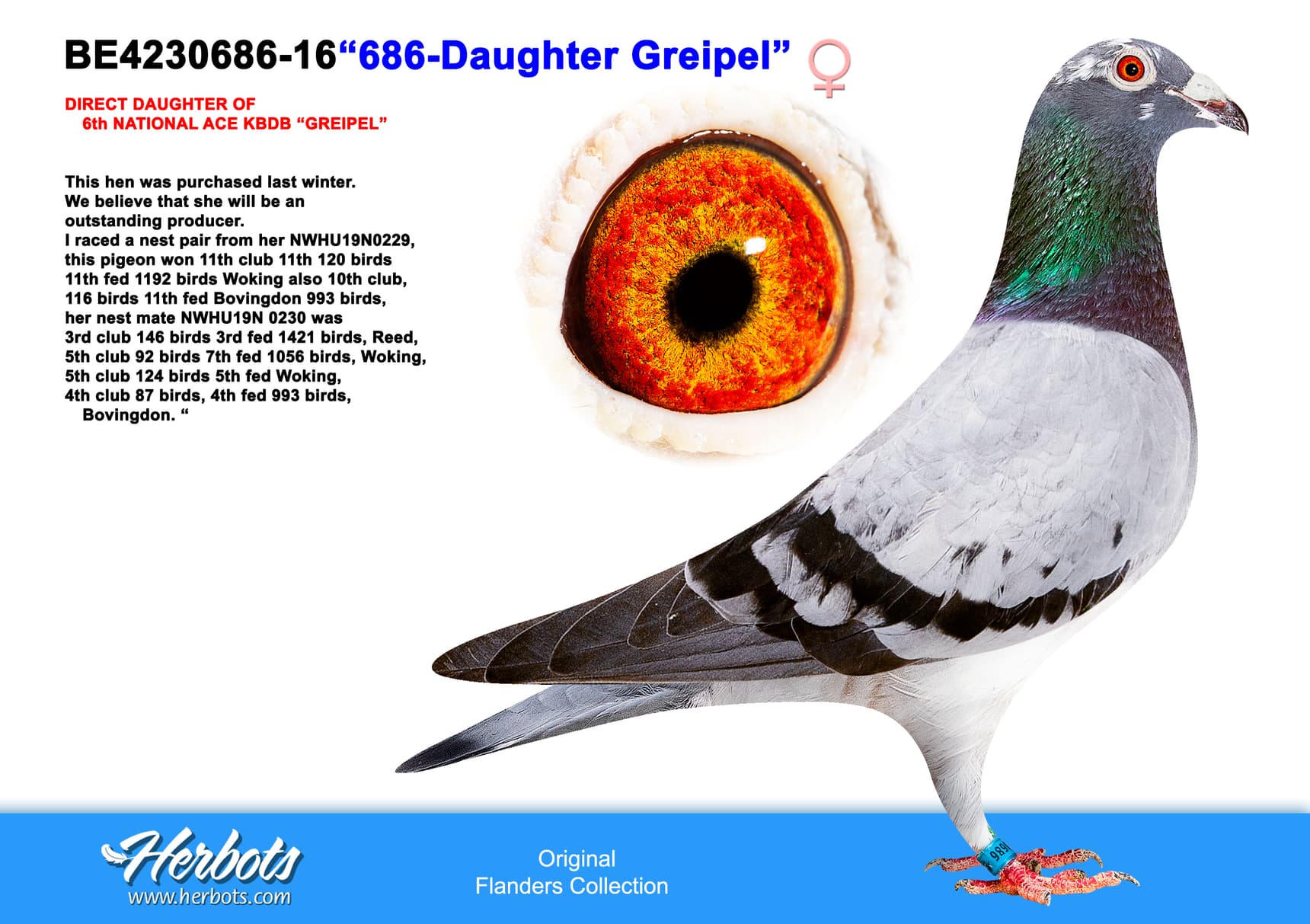pigeon: undefined