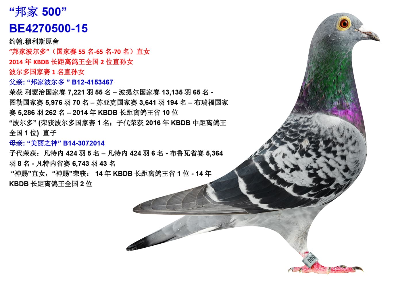 pigeon: undefined