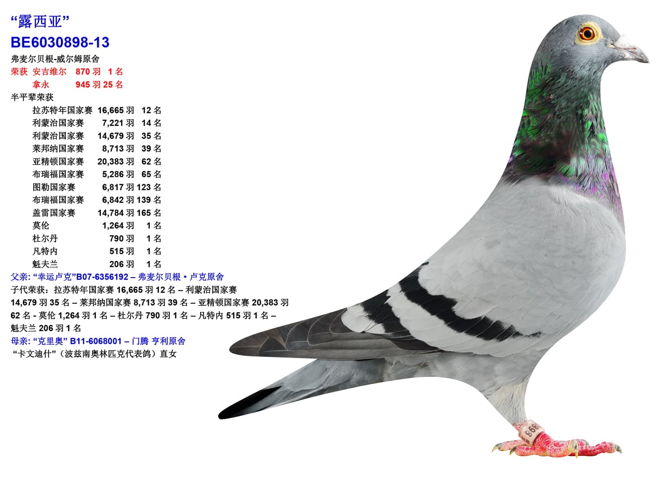 pigeon: undefined