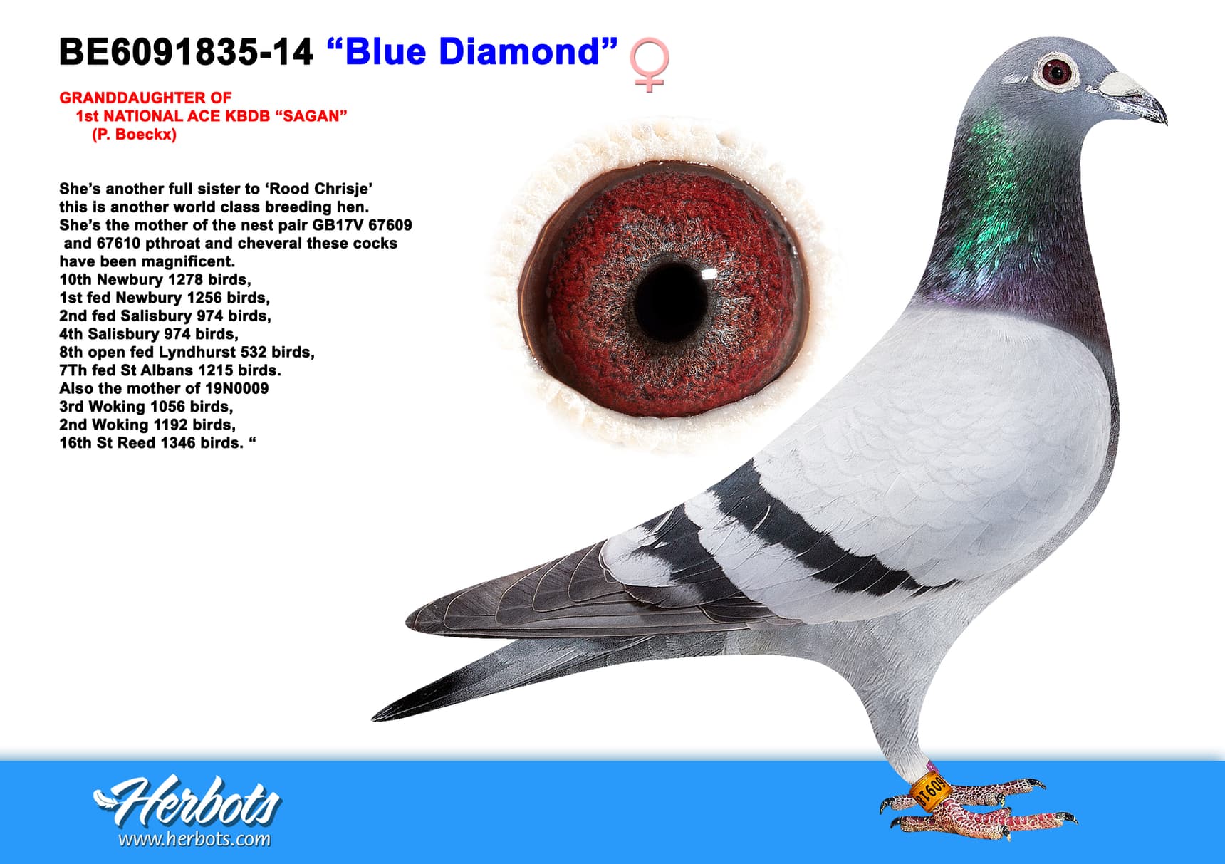 pigeon: undefined