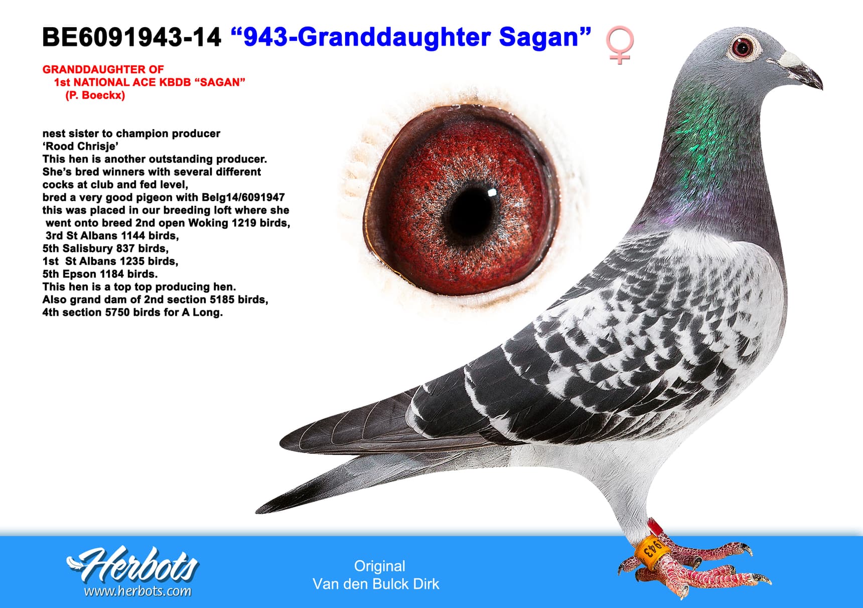 pigeon: undefined