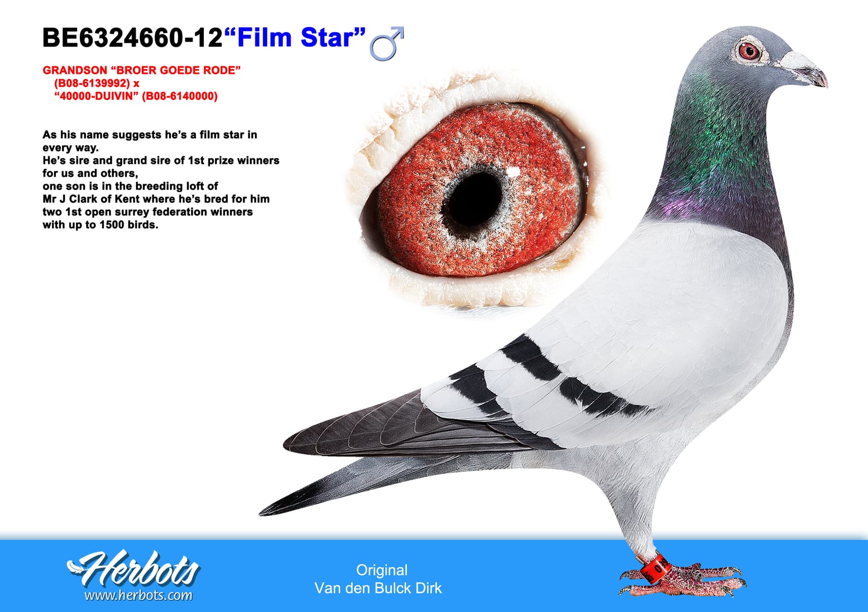 pigeon: undefined