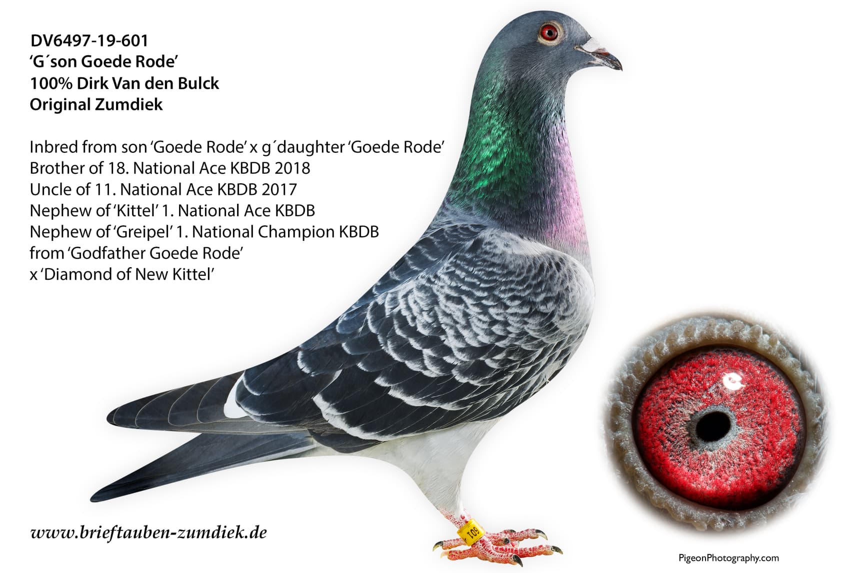 pigeon: undefined