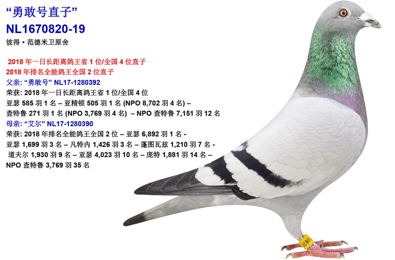 pigeon: undefined