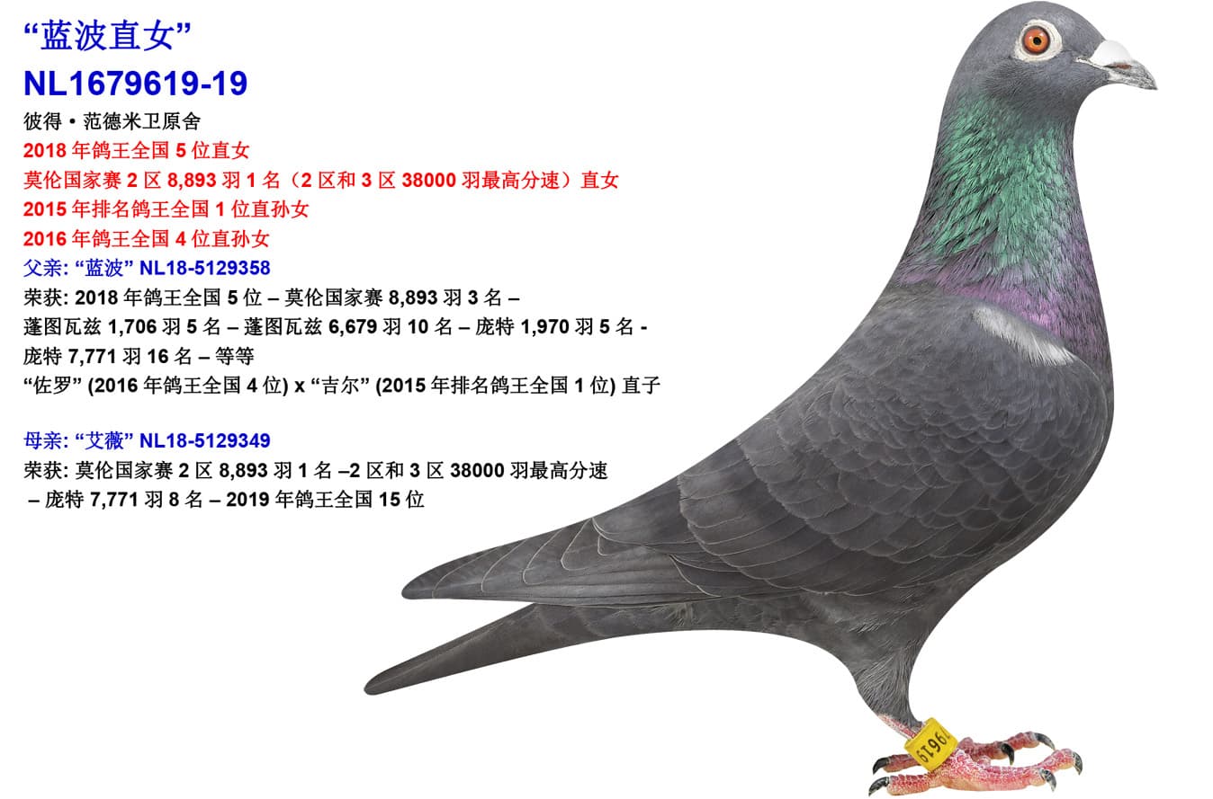 pigeon: undefined