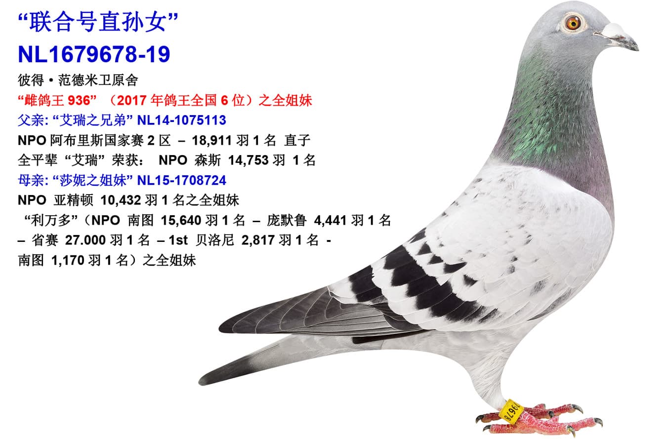 pigeon: “Granddaughter United”