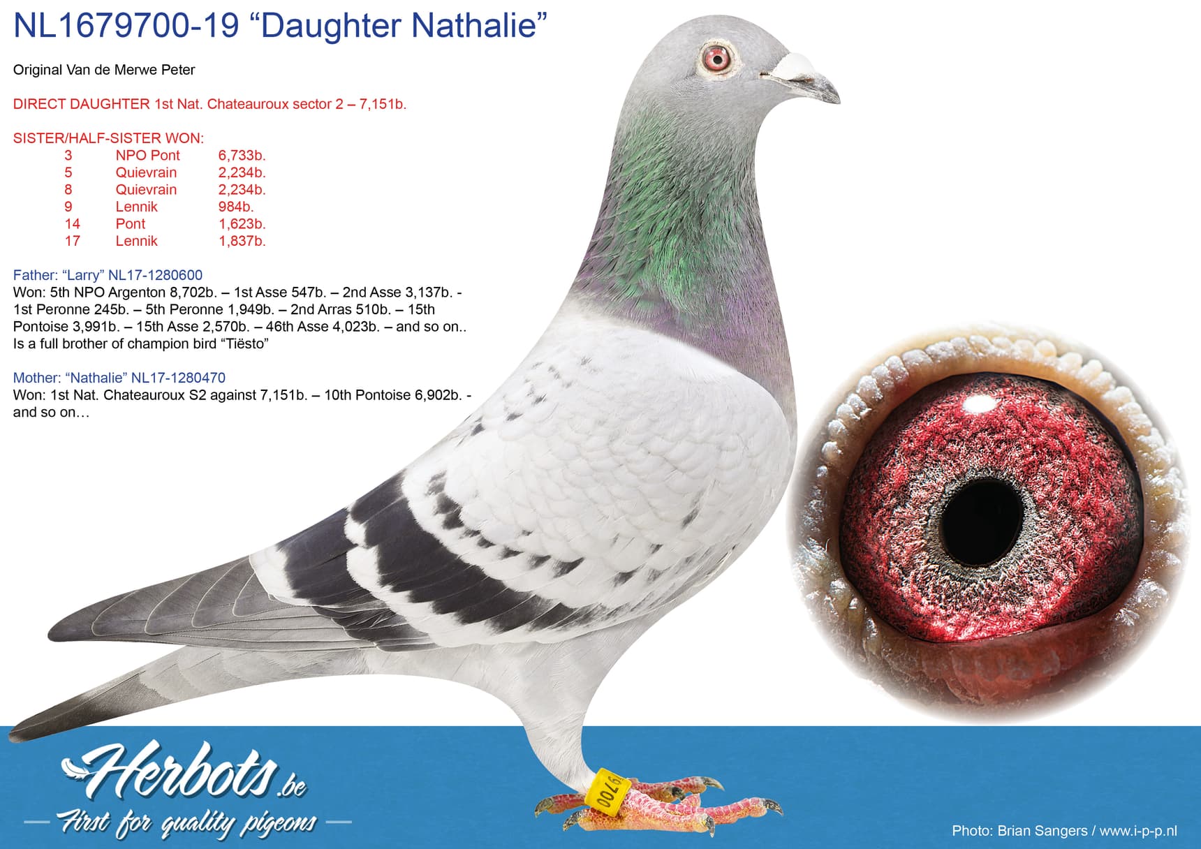 pigeon: “Daughter Nathalie"