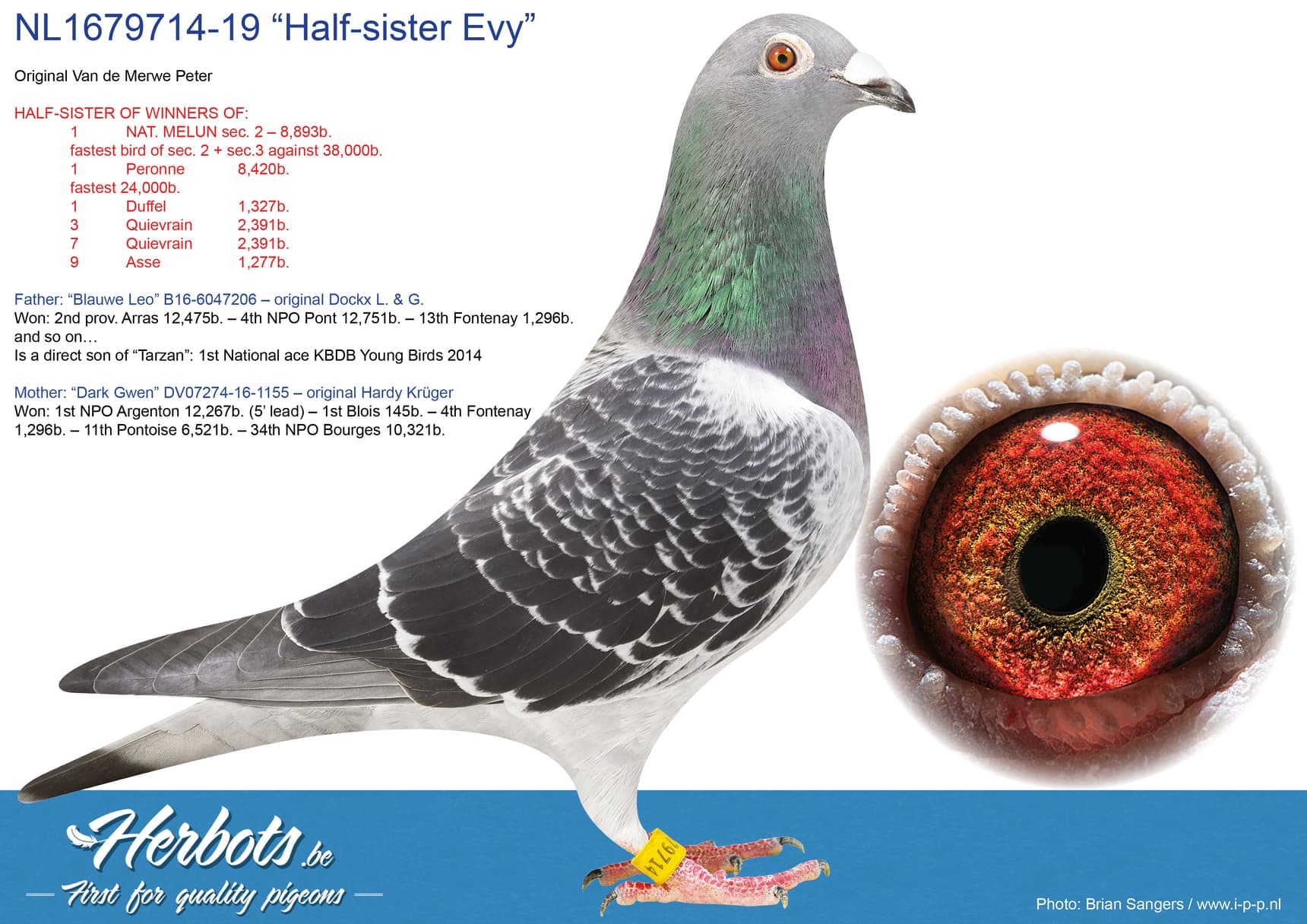 pigeon: “Half-sister Evy”