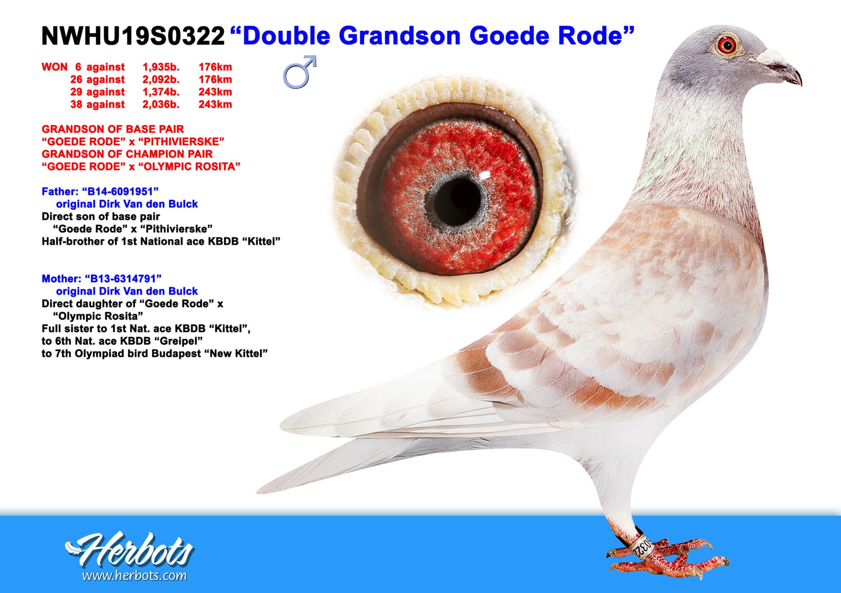 “Double Grandson Goede Rode” - GB-NWHU-19-S0322