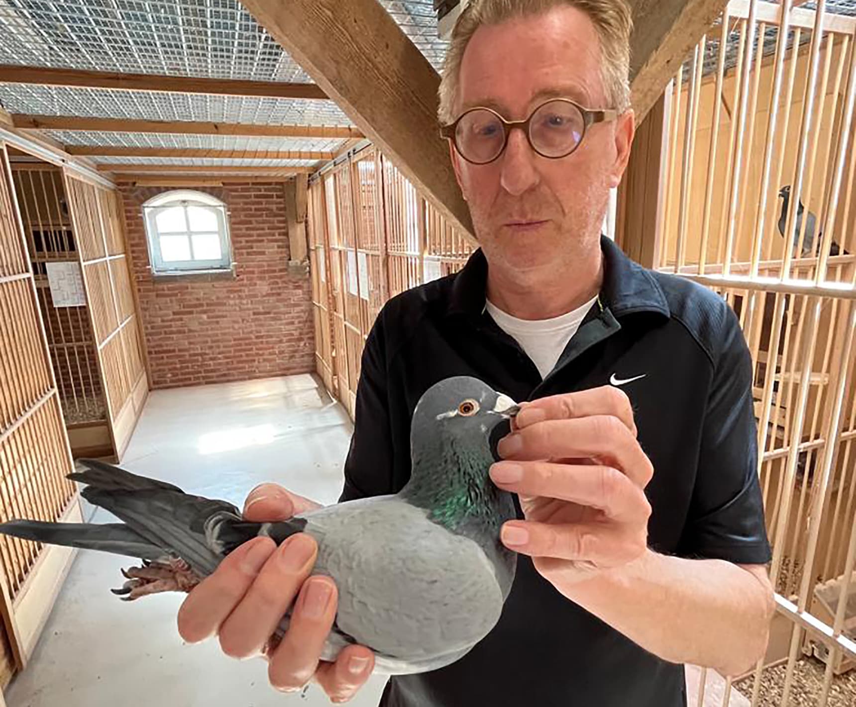 The world class of Gerard Koopman pigeons