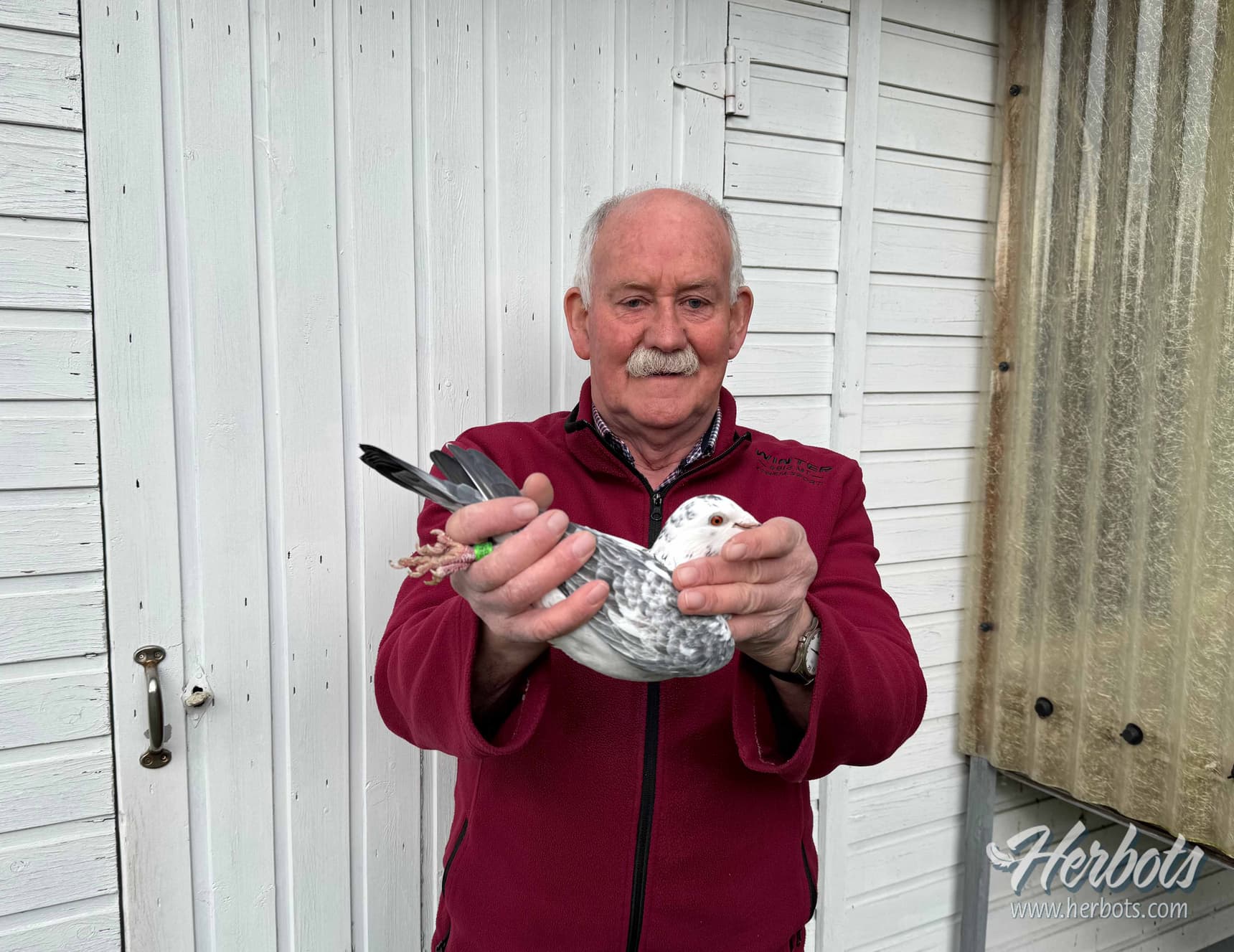 Louis Beutels uit Lummen werd 1ste Nationaal Kampioen zware halve fond jonge duiven KBDB 2024