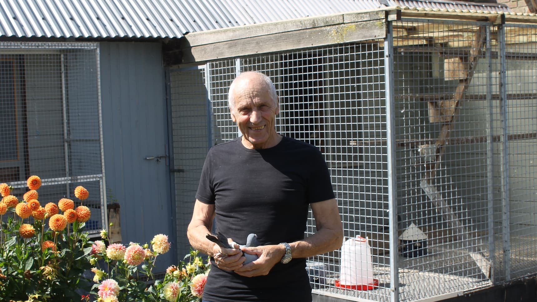 François Callebaut (Meldert) is een vaste waarde op de zware fond, weinig duiven, hoge kwaliteit !