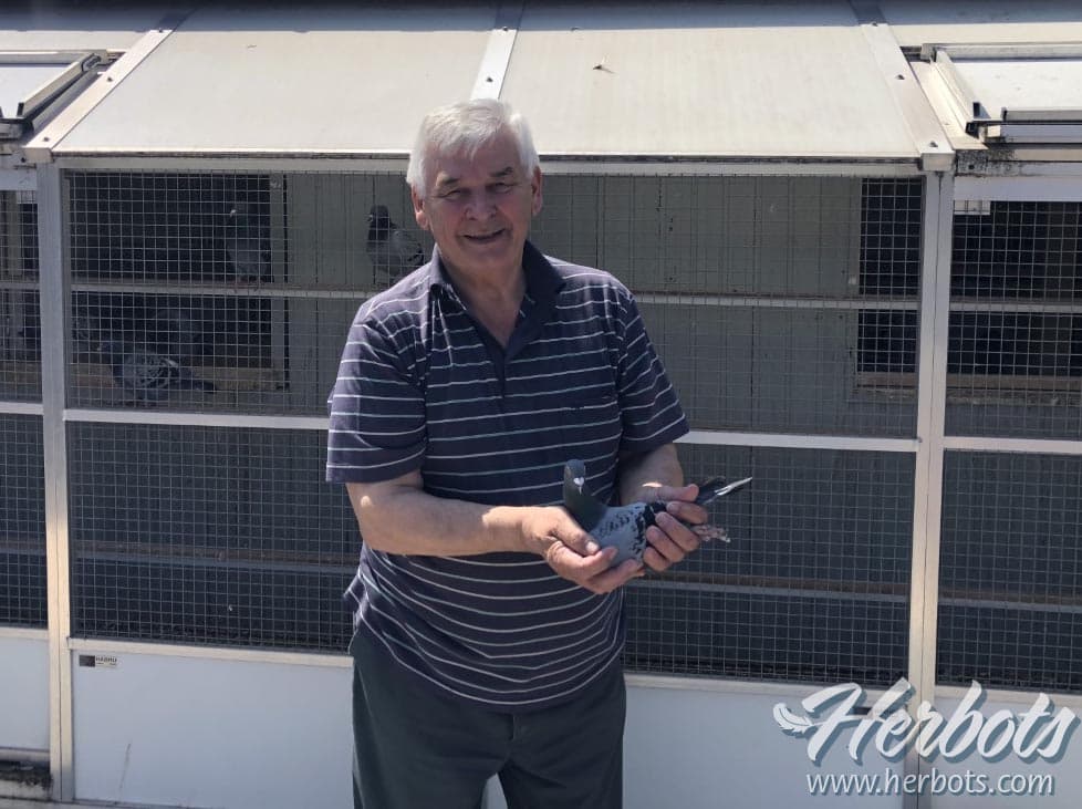 Derwa – Luxem uit Herent schittert met 4 Olympiadeduiven