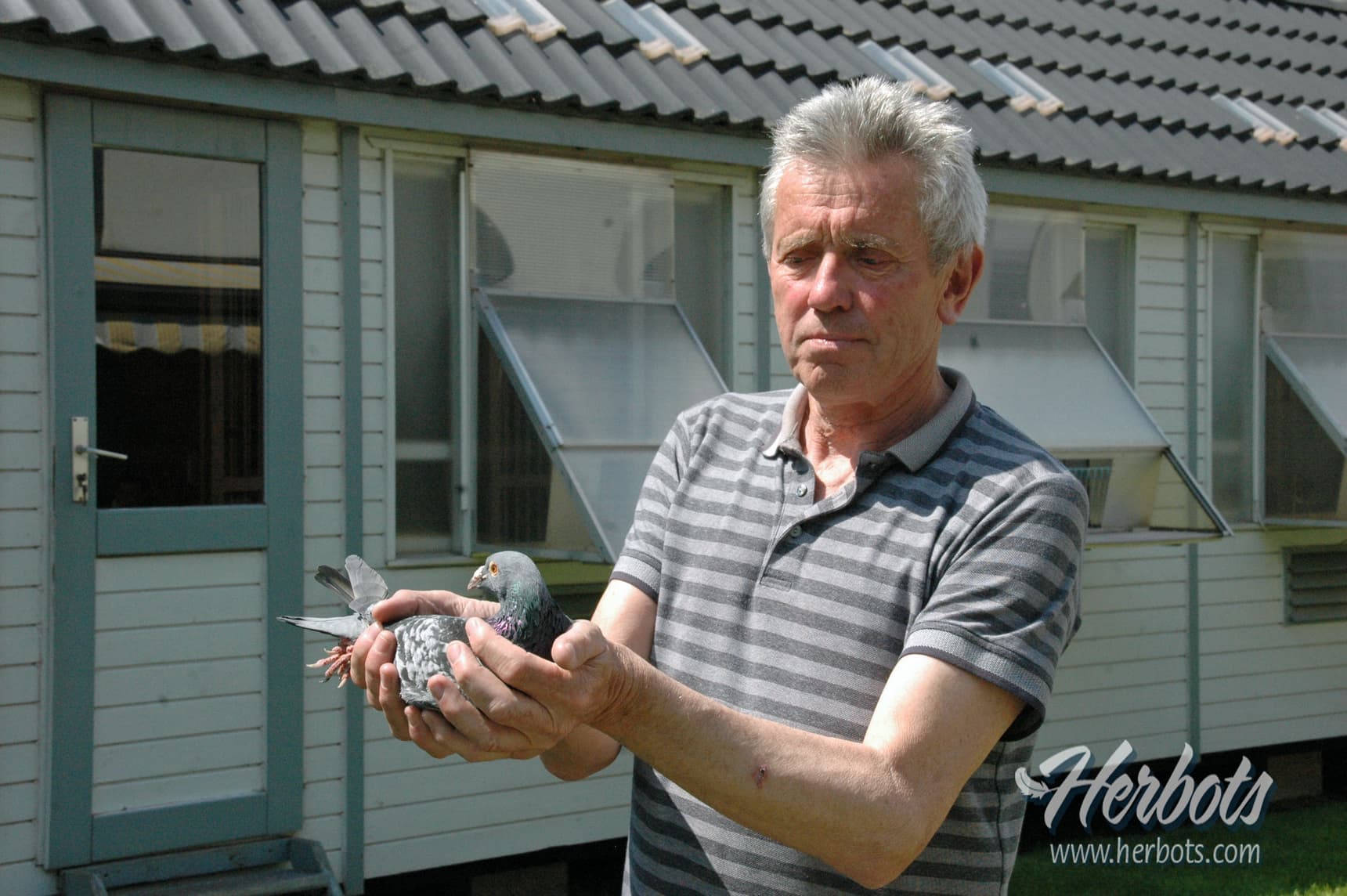 Vervaeke Guido (Wervik): 1st Nat. Bourges 25,106 yearbirds - fastest 59,421b.