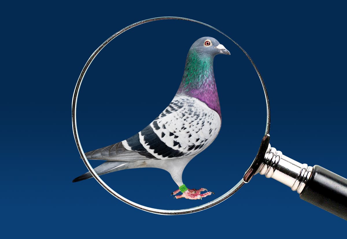 Wij zoeken kinderen “Harry”