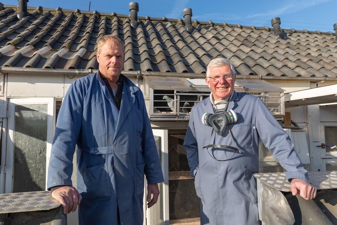 Willem De Bruijn: grossiste en pigeons as nationaux