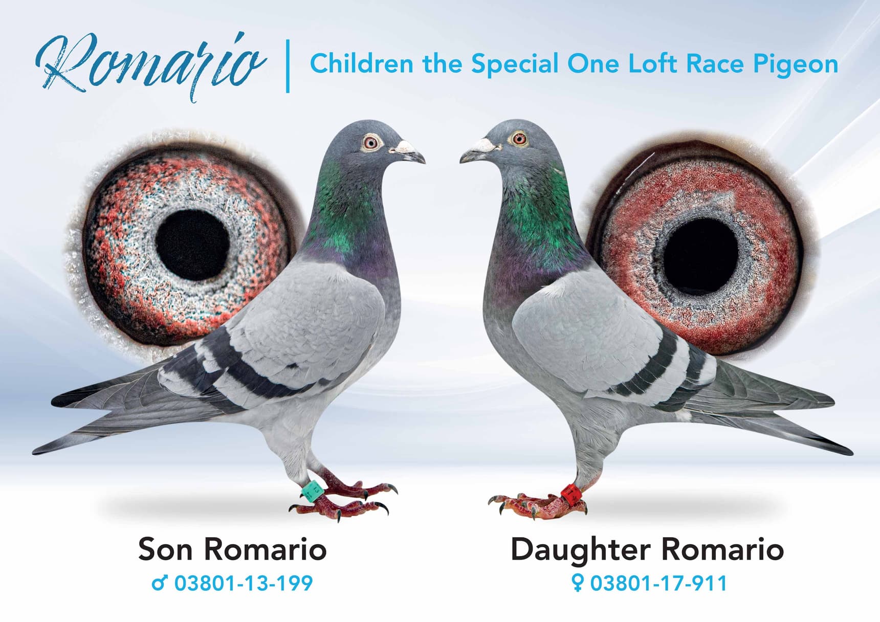 阿尔卑斯赛格团队“罗马里奥”特别拍卖会