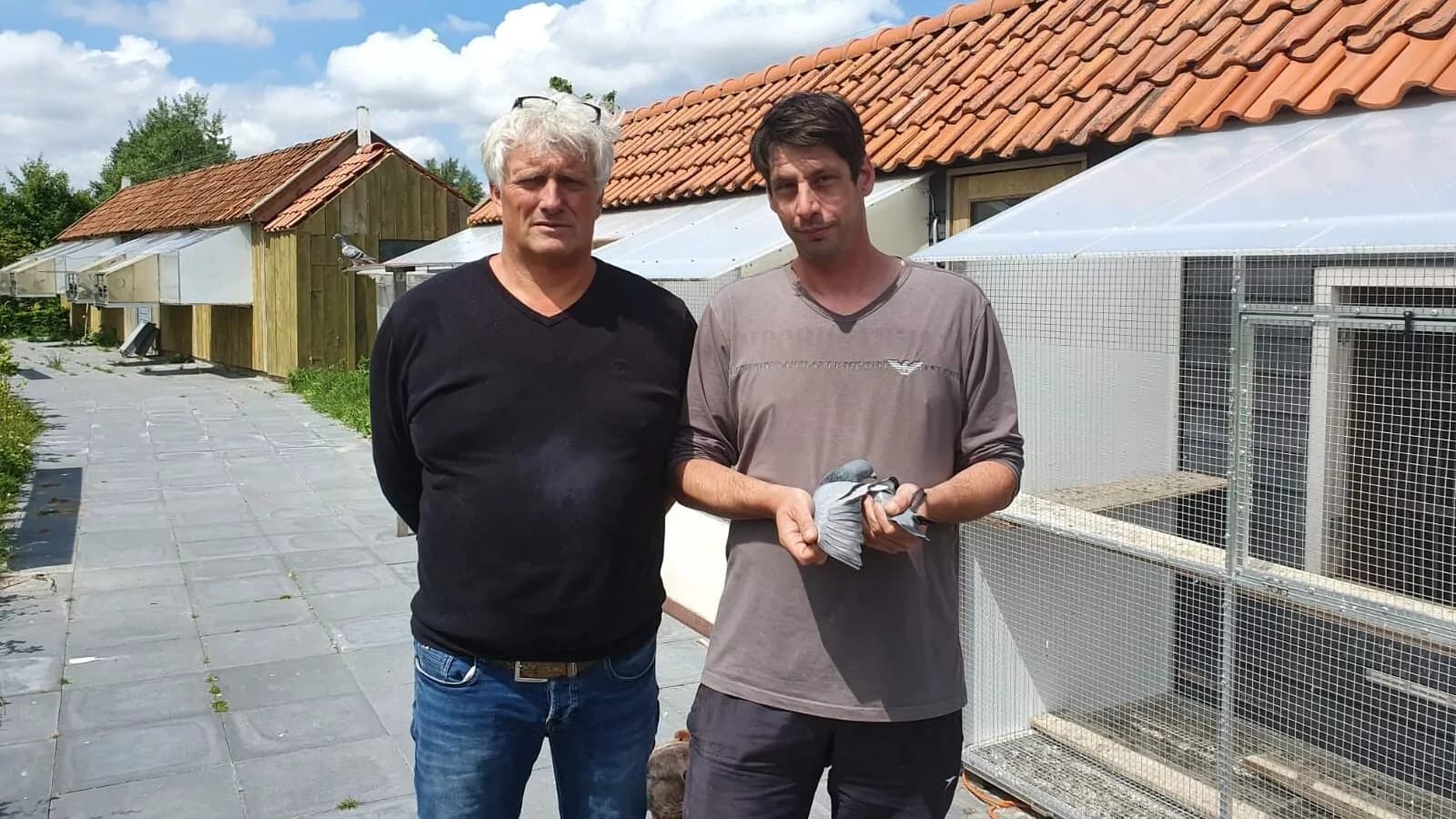 Pigeon Bids Ype Hemstra "Goed Grijs"