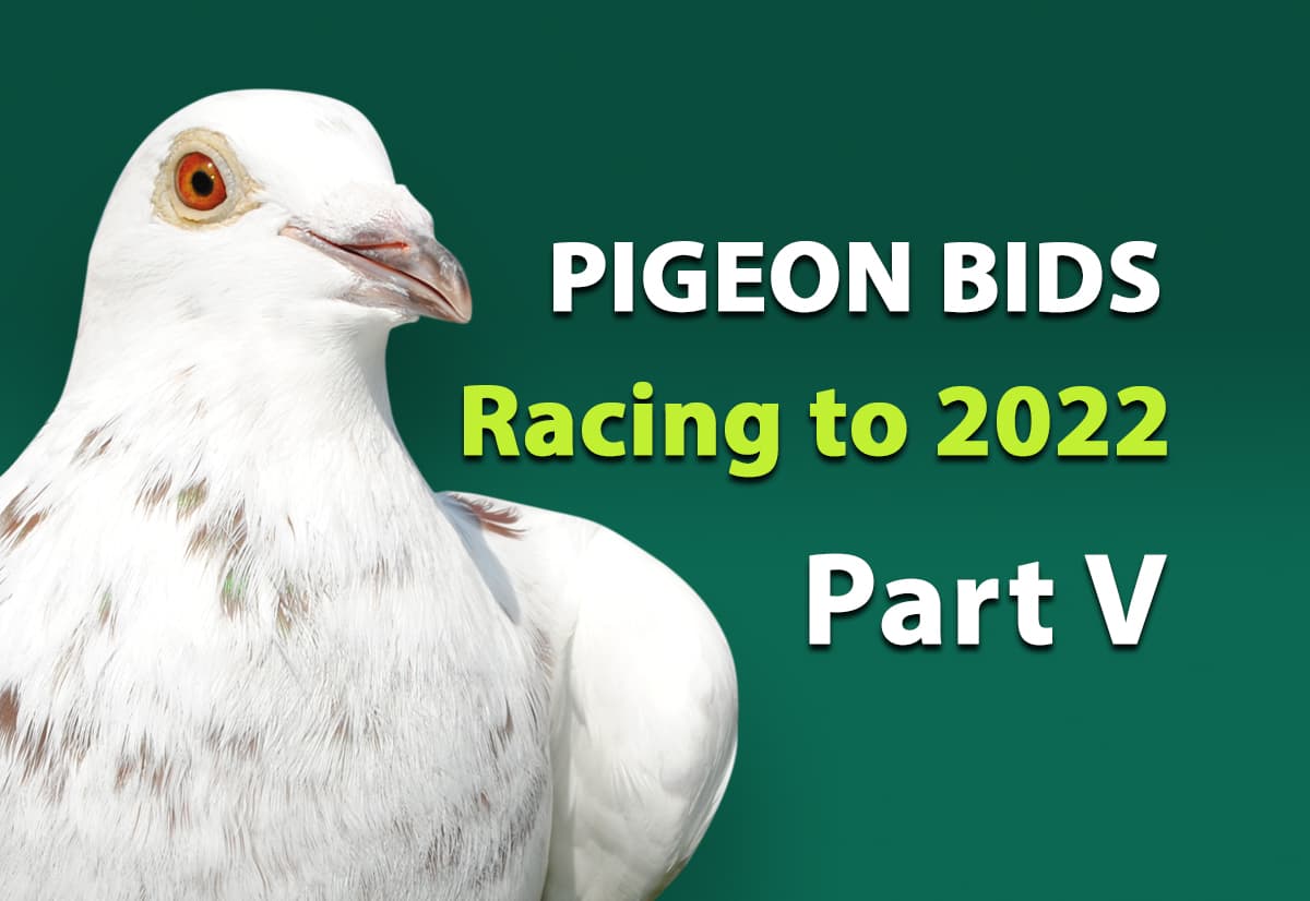 Pigeon Bids Racing to 2022 - Part V