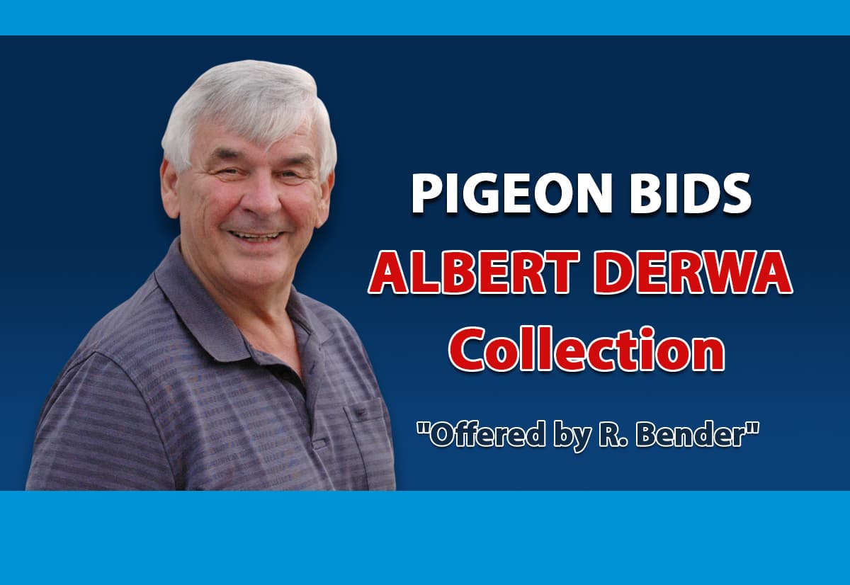 Pigeon Bids Albert Derwa Collection