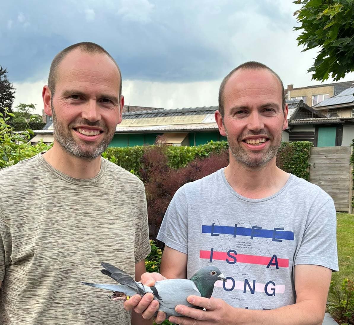 Pigeon Bids Platteau Ante & Tom