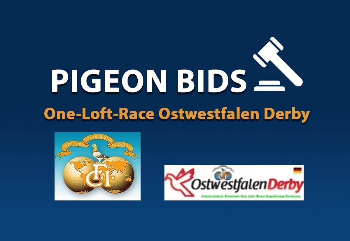 Pigeon Bids OLR Ostwestfalen Derby