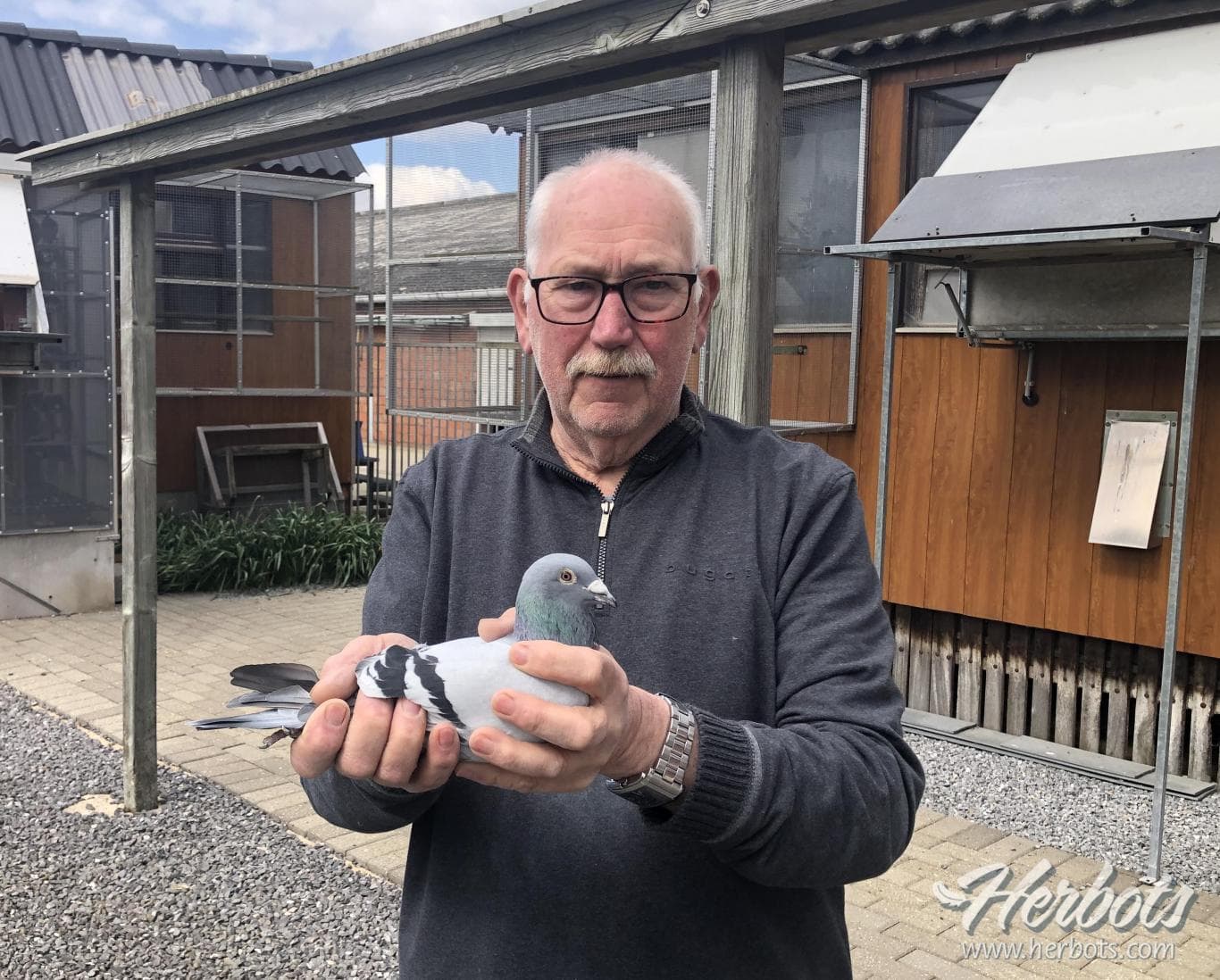 Pigeon Bids Rigo Lenaers