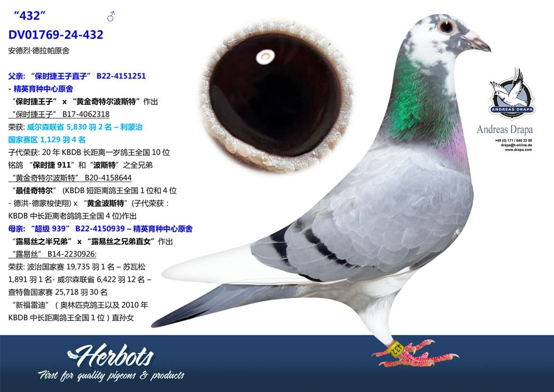 pigeon: undefined