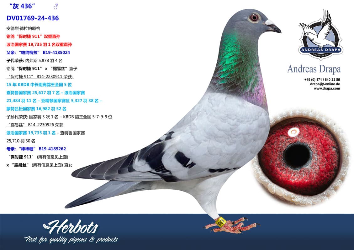 pigeon: undefined