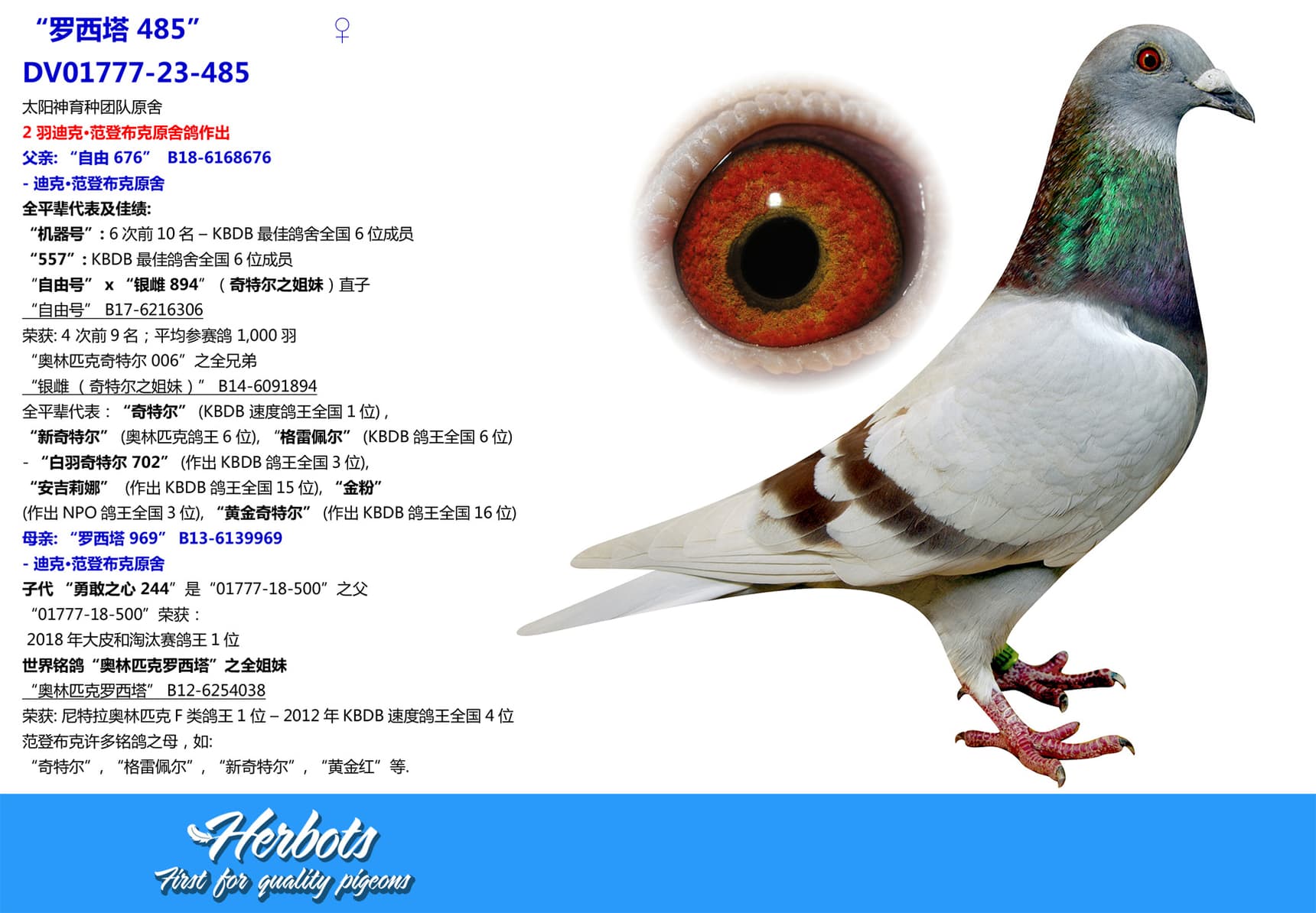 pigeon: undefined