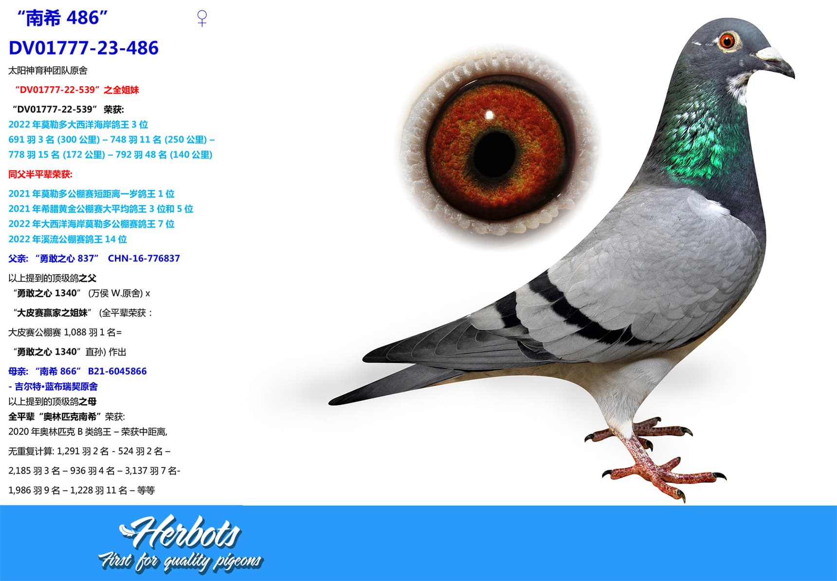 pigeon: undefined