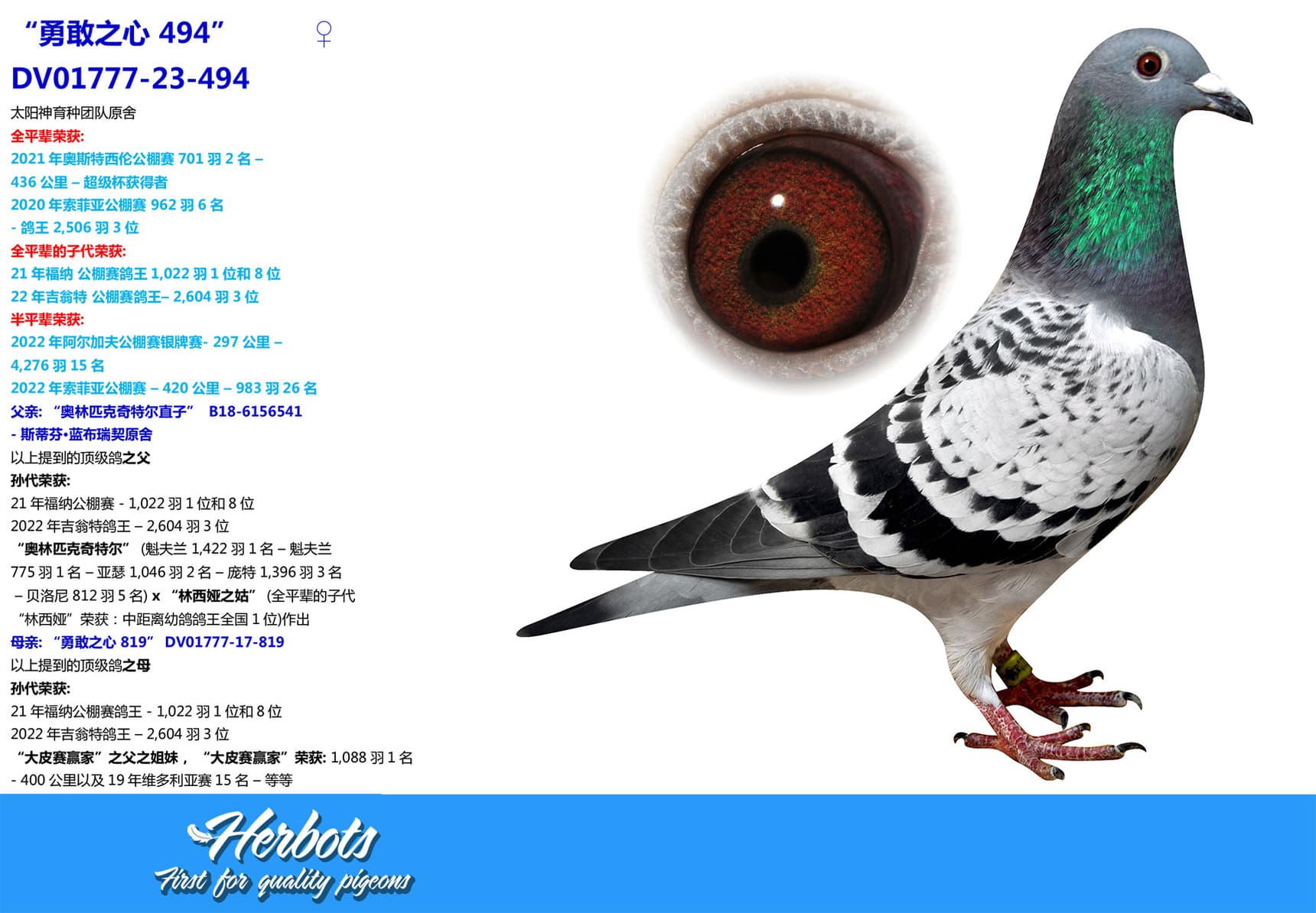 pigeon: “勇敢之心 494”