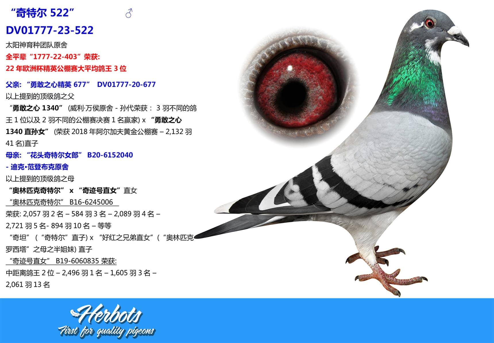 pigeon: undefined