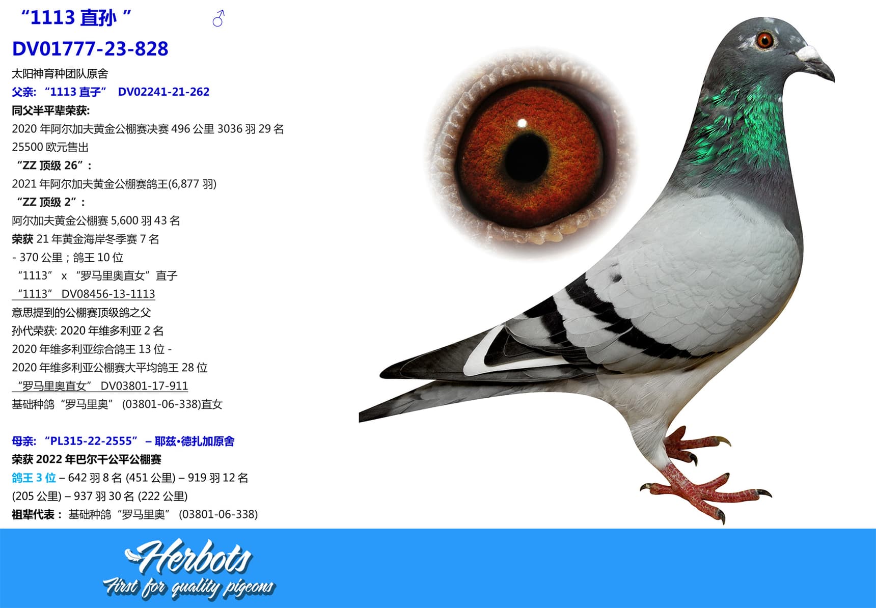 pigeon: “1113直孙 ”