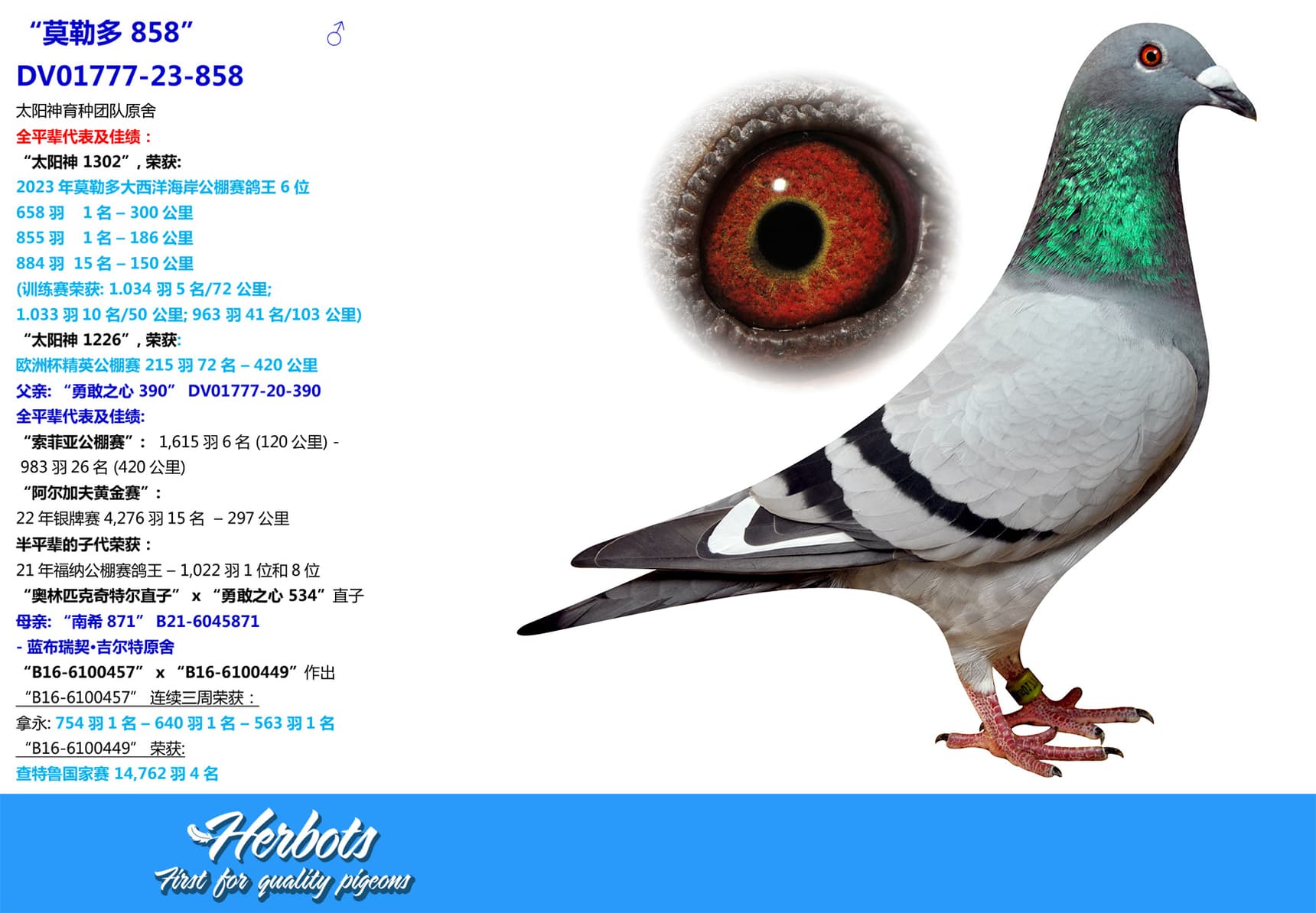 pigeon: undefined