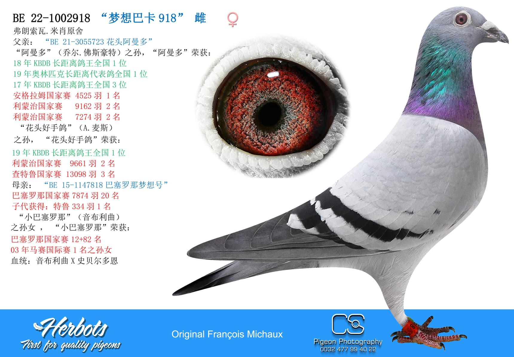 pigeon: “梦想巴卡918”