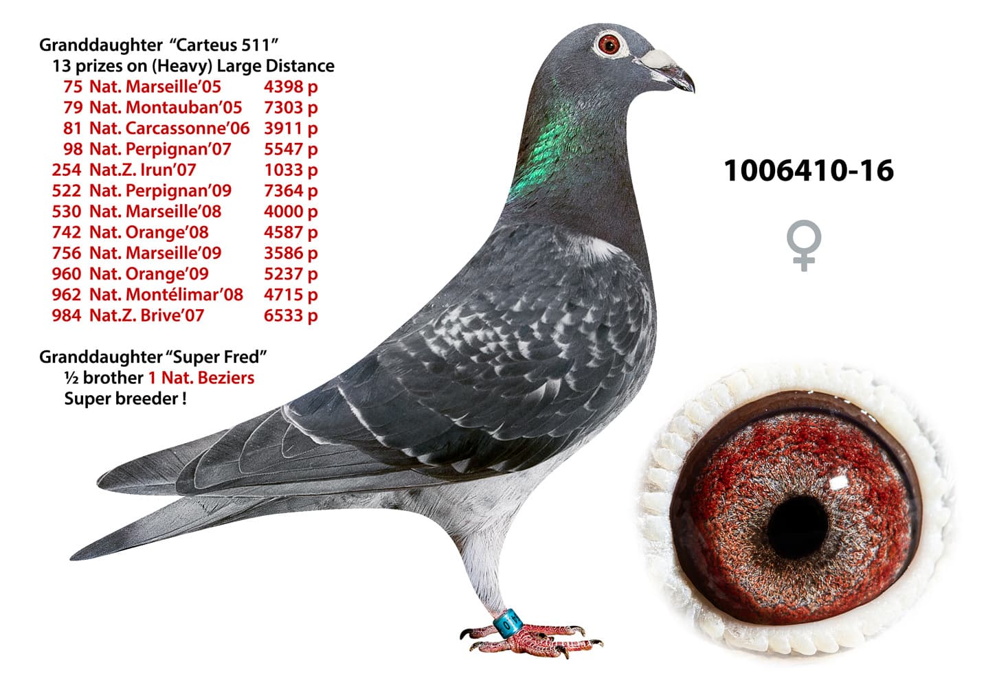 pigeon: undefined